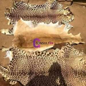 Awo Eranko: Authentic Animal Skin for Ifá, Orisha, and Spiritual Use