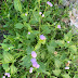 Rẹrínkómí: Unveiling the Mystical White-Weed's Secrets of Blessings and Healing 1 rerinkomi:-unveiling-the-mystical-white-weed’s-secrets-of-blessings-and-healing