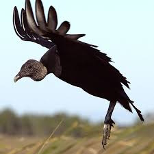 Characteristics of vulture 1 characteristics-of-vulture