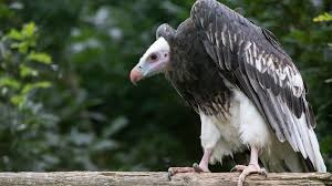 vulture-and-other-orisa