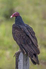 spiritual-significant-of-vulture