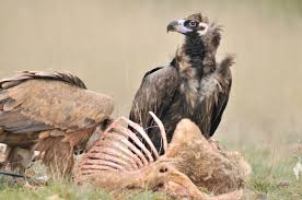 yoruba-believe-about-vulture