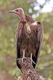 warnings-and-lesson-to-learn-about-vulture