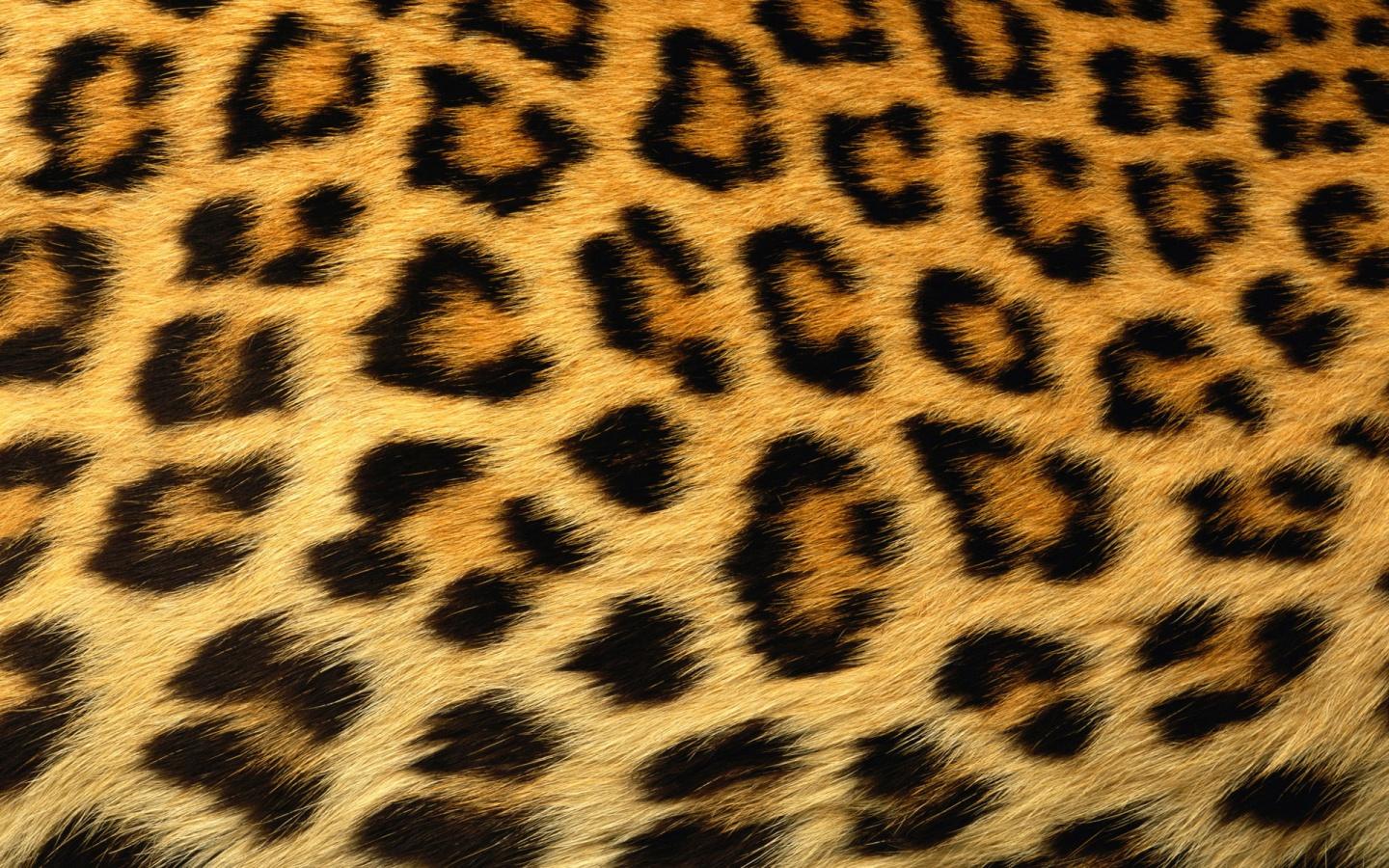 of-negative-thinking-and-the-leopard’s-spots