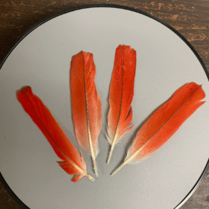 Ikode | African Grey Parrot Tail Feathers | Pluma de Loro | Ikodidere