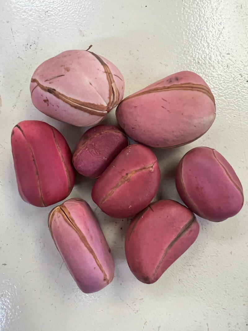 Nuts & Seeds | Obi | Obi Kola | Pink Kola Nut | Cola nitida