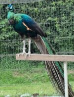 emerald-spalding-eggs-35.00-each