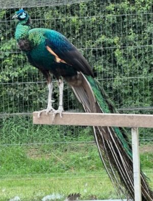 emerald-spalding-eggs-35.00-each