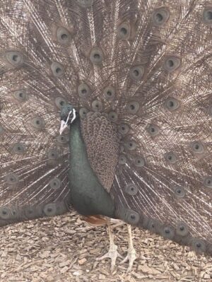 burford-bronze-peacock-eggs-35.00-each - - - - - - - - -  - - - - - - - - - - - - - 