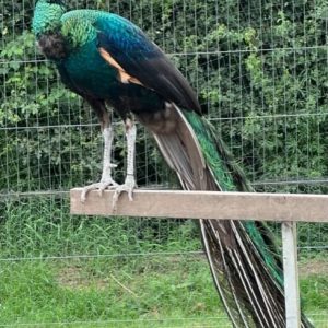 opal/-opal-black-shouldered-peacock-eggs-35.00-each - - - - - - - - - - - - - - - - - - 