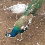 black-shouldered/-indian-blue-pied-peacock-eggs-22.00-each