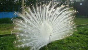 white-peacock-eggs-27.00-each - - - - - - - - - - - - -  - - - - - - - - - - - - 