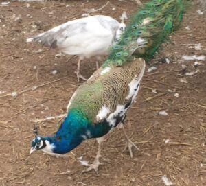indian-blue-pied-peacock-eggs-22.00-each