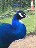 indian-blue-white-eyed-peacock-eggs-22.00-each