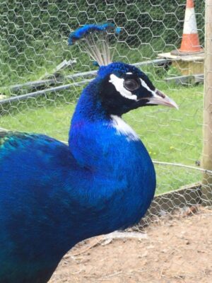 indian-blue-white-eyed-peacock-eggs-22.00-each