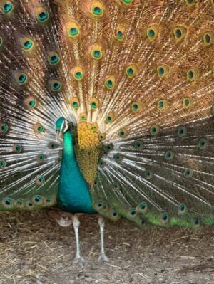 spalding-peacock-eggs-22.00-each - - - - - - - - - - - - - - - - - - 