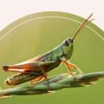 the-that-come-of-a-grasshopper-sighting