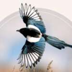 the-which-implies-of-a-magpie-sighting