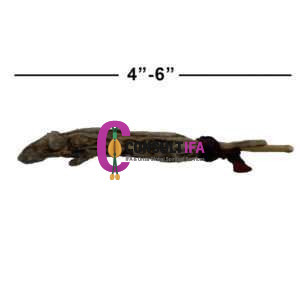 Eku Ifa – Dried Ritual Rat for Yoruba, Santeria & Candomblé Offerings