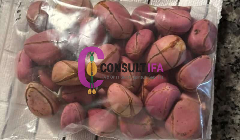 Obi Abata (Kola Nut) – Sacred Ifa & Orisha Divination Nut