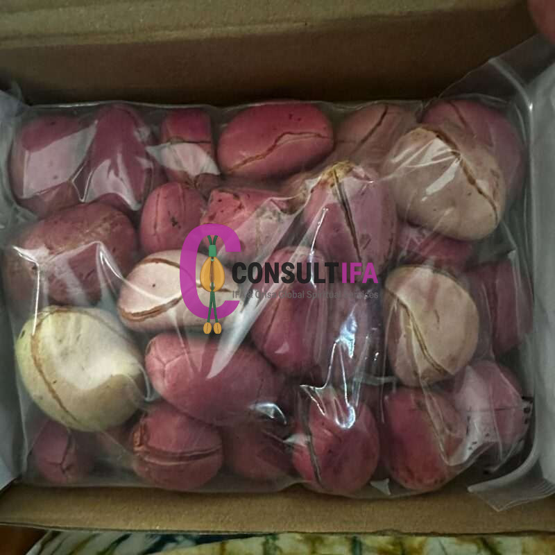 Obi Abata (Kola Nut) – Sacred Ifa & Orisha Divination Nut - Image 2