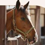 everything-you-need-to-know-about-horse-communicators