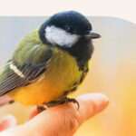 everything-you-need-to-know-about-bird-communicators
