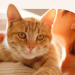 everything-you-need-to-know-about-cat-communicators