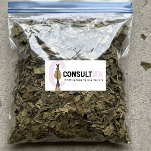 Ewe Oori – Yoruba Sacred Herb for Protection, Cleansing & Ifa Rituals