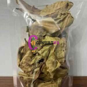 Buy Ewe Akoko Leaves (Ewe Àkókò) – Yoruba Ifá Sacred Herb for Cleansing & Protection
